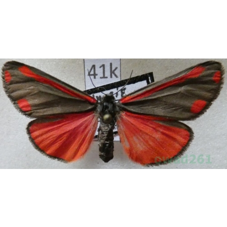 Tyria jacobaeae (Linnaeus, 1758) Proporzyca marzymłódka Czech41k